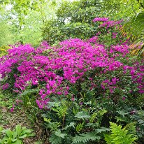 20260515_113953 Picton Gardens.