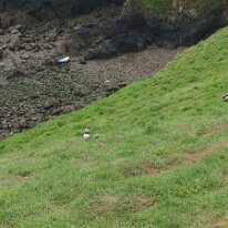 DSC_2001 Skomer Island: