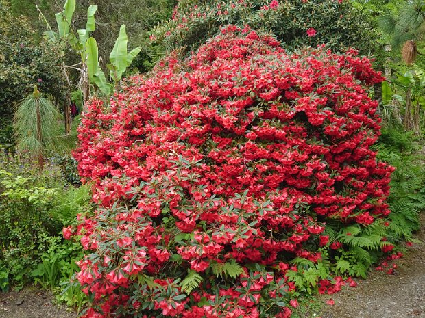 Picton Garden