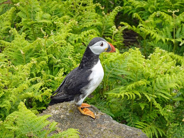 Skomer Island