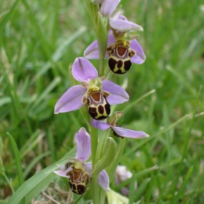 Bee Orchid01
