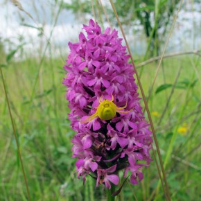 Pyramid orchid with spider