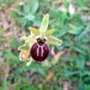 Small spider orchid 05