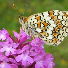 Spotted-fritillary-butterfl