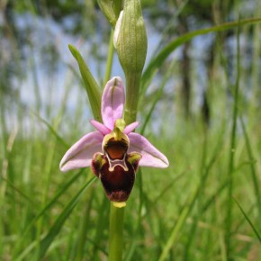 Woodcock Orchid01